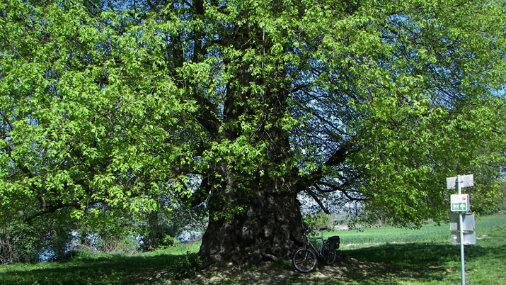 1000 jährige Linde
