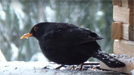 Amsel