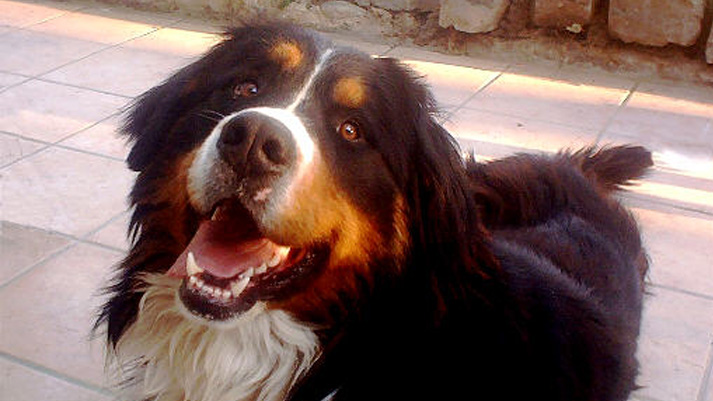 Berni