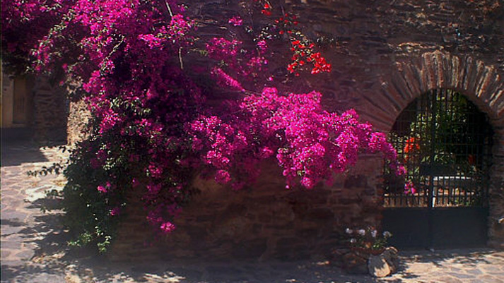 Boucainvillea